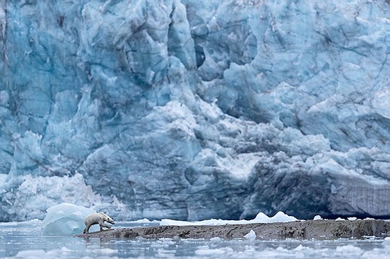 ours polaire glacier